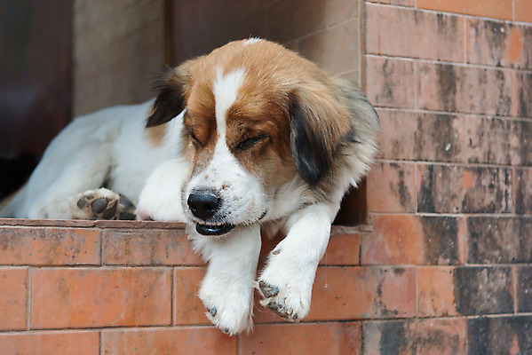 포토 JPG 해외이미지 동물 1 남자 얼굴 성인 사람없음 야외 반려동물 흰색 기다림 개 주인 거짓말 옛날 혼자 해외202004 해외포토 컬러 포유류 모션 사람 신체부위 파일형식 이미지허브