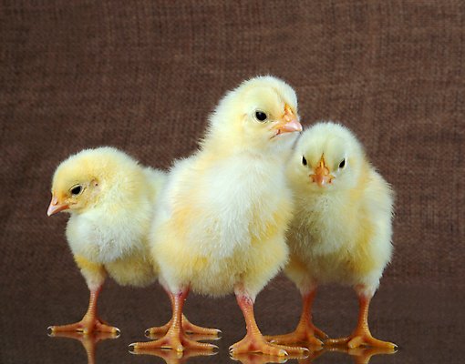 포토 JPG 해외이미지 동물 문화 조류 사람없음 노란색 치킨 작음 만족 부드러움 솜털 해외202004 해외포토 감정 컬러 감각 크기 닭고기요리 파일형식 이미지허브