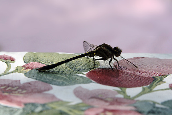 포토 JPG 해외이미지 여자 남자 곤충 자연 엄마 사람없음 스터디 봄 벌레 잠자리 옛날 해외202004 해외포토 동물 계절 가족 사람 학습 생태계 파일형식 이미지허브