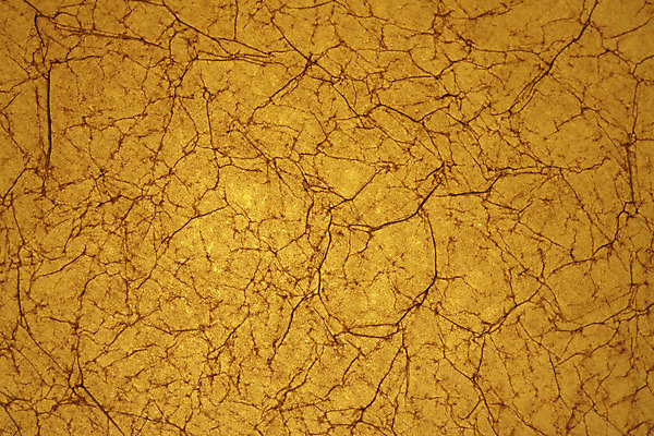 포토 JPG 해외이미지 디자인 선 백그라운드 패턴 자연 벽지 표면 추상 사람없음 장식 가로 노란색 가죽 피부 유기농 질감 섬유 정맥 해외202004 해외포토 웰빙 컬러 무늬 신체부위 직물 생태계 혈관 파일형식 이미지허브