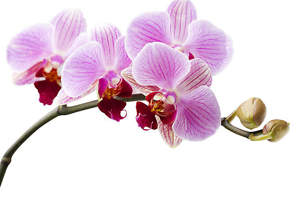 포토 JPG 해외이미지 식물 꽃잎 꽃 줄기 분홍색 백그라운드 자연 사람없음 스파 침묵 봄 난초 오브젝트 장면 해외202004 해외포토 계절 컬러 소리 생태계 파일형식 이미지허브