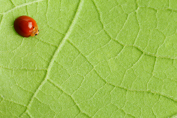 포토 JPG 해외이미지 동물 1 곤충 백그라운드 컨셉 잎 오렌지 자연 조류 사람없음 빨간색 초록색 빛 평화 정원 흰색 신선 벌레 고독 작음 딱정벌레 무당벌레 광택 내추럴 강렬 고립 혼자 해외202004 해외포토 식물 감정 컬러 과일 크기 생태계 파일형식 이미지허브