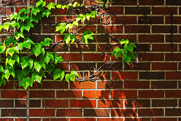 포토 JPG 해외이미지 계절 벽 백그라운드 잎 자연 벽돌 그림자 사람없음 빨간색 초록색 빛 갈색 봄 성장 도시 질감 오르기 부드러움 포도나무 아이비 해외202004 해외포토 식물 컬러 모션 감각 과일나무 생태계 파일형식 이미지허브