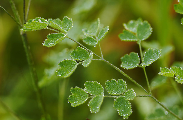 포토 JPG 해외이미지 식물 꽃 백그라운드 잎 농업 자연 날씨 사람없음 야외 초록색 물 여름 봄 나뭇가지 신선 닫기 떨어짐 묘사 해외202004 해외포토 자연요소 나무 계절 산업 컬러 컨셉 모션 생태계 파일형식 이미지허브