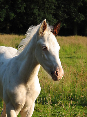 포토 JPG 해외이미지 동물 사람없음 흰색 방목 망아지 해외202004 해외포토 새끼 컬러 말_동물 축산업 파일형식 이미지허브