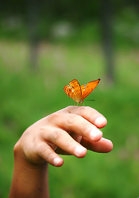 포토 JPG 해외이미지 동물 1 라이프스타일 손 남자 행복 어린이 나비 곤충 컨셉 날개 오렌지 손가락 자연 휴식 사랑 사람 앉기 사람없음 반려동물 갈색 노란색 믿음 화목 침묵 터치 자유 잡기 작음 피부 호기심 팔 발견 돌봄 해외202004 해외포토 감정 컬러 과일 모션 생활 신체부위 소리 크기 생태계 파일형식 이미지허브