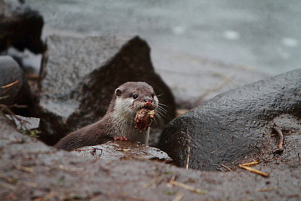 포토 JPG 해외이미지 동물 얼굴 음식 포유류 털 사람없음 물 먹이 먹기 육식동물 사냥꾼 해외202004 해외포토 자연요소 직업 모션 신체부위 파일형식 이미지허브
