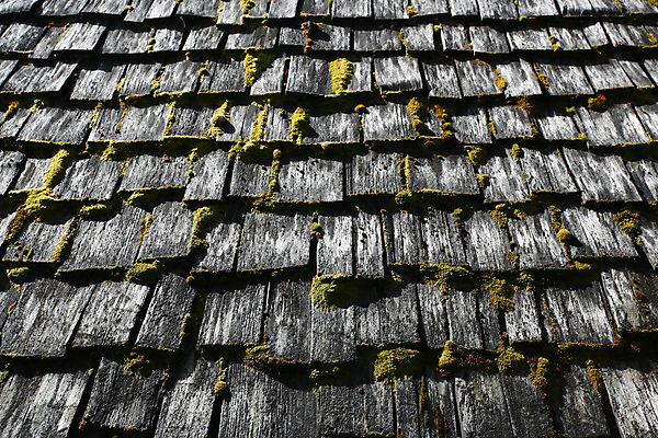 포토 JPG 해외이미지 패턴 지붕 이끼 사람없음 목재 초록색 회색 촉촉함 유기농 질감 삼나무 해외202004 해외포토 나무 웰빙 컬러 무늬 재료 젖음 파일형식 이미지허브