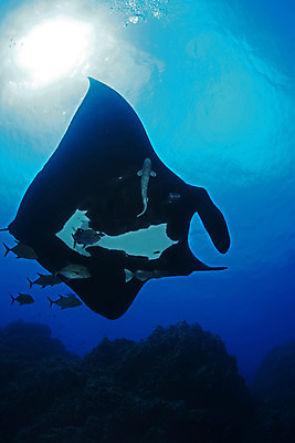 포토 JPG 해외이미지 동물 야생동물 여행 자연 휴식 어류 풍경 사람없음 물 파란색 수중 산호 다이빙 태평양 암초 에콰도르 갈라파고스 깊이 해외202004 해외포토 자연요소 바다 컬러 컨셉 수영 수중동물 남아메리카 자포동물 생태계 수중스포츠 파일형식 이미지허브