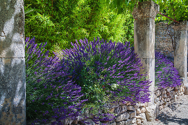포토 JPG 해외이미지 식물 꽃 유럽 여행 밭 건축양식 자연 풍경 사람없음 건물 교회 보라색 프랑스 시골 개화 수도원 라벤더 수녀원 옛날 프로방스 해외202004 해외포토 건축물 건축 나라 컬러 농업 종교건축 허브 생태계 파일형식 이미지허브