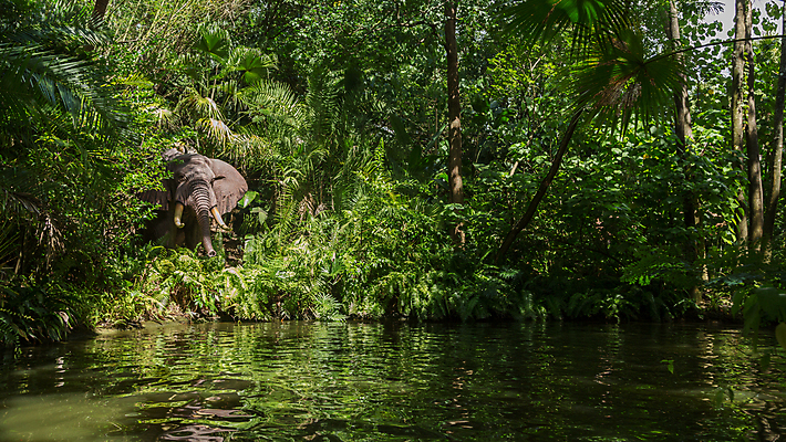 포토 JPG 해외이미지 나무 동물 야생동물 포유류 자연 코끼리 사람없음 물 강 해외202004 해외포토 자연요소 식물 생태계 파일형식이미지허브 