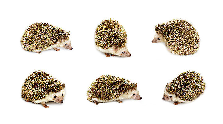 포토 JPG 해외이미지 동물 척추동물 응시 야생동물 백그라운드 포유류 자연 수염 털 사람없음 반려동물 세트 갈색 흰색 가시 그룹 보호 설치류 작음 가득함 척추 날카로움 슛 주둥이 스파이크 고슴도치 경보 고립 깃털펜 해외202004 해외포토 시선 컬러 컨셉 뼈 펜 크기 생태계 파일형식 이미지허브