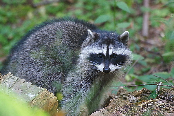 포토 JPG 해외이미지 동물 응시 공원 야생동물 포유류 자연 생물 털 가면 사람없음 야외 검은색 줄무늬 회색 탐험 숲 모피 도둑 호기심 꼬리 해외202004 해외포토 시선 공공시설 감정 컬러 컨셉 무늬 범죄인 생태계 파일형식 이미지허브