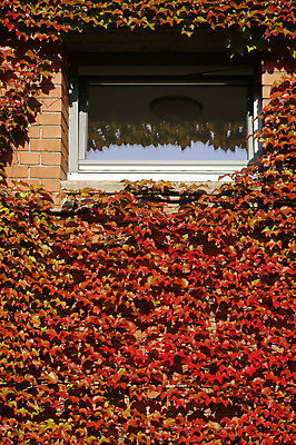 포토 JPG 해외이미지 식물 외관 벽 잎 창문 벽돌 주택 사람없음 야외 건물 컬러풀 반사 와인 가을 오르기 포도나무 해외202004 해외포토 건축물 계절 컬러 모션 주류 과일나무 파일형식 이미지허브