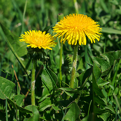 포토 JPG 해외이미지 식물 구름 계절 공원 꽃 백그라운드 밭 자연 하늘 휴가 따뜻함 풍경 사람없음 야외 목재 초록색 여름 파란색 햇빛 태양 노란색 환경 맑음 봄 꿈 에너지 자유 수확 시골 오픈 숲 민들레 땅 장면 꽃가루 주말 천국 솜털 수평선 해외202004 해외포토 자연요소 나무 공공시설 컬러 컨셉 농업 재료 날씨 가루 생태계 파일형식 이미지허브