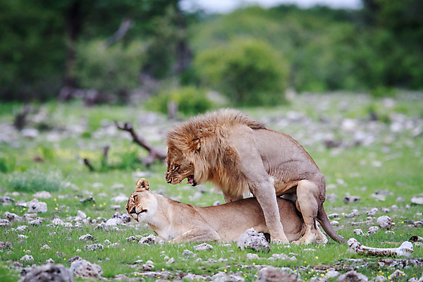 포토 JPG 해외이미지 동물 야생동물 여행 포유류 아프리카 자연 생물 털 동물원 사람없음 환경 고양이 힘 분노 황무지 위험 사자 큼 왕 모피 사파리 리더 육식동물 사냥꾼 멸종 사자자리 표범 짝짓기 내추럴 사바나 웅장함 해외202004 해외포토 직업 감정 나라 컨셉 반려동물 별자리 크기 생태계 파일형식 이미지허브