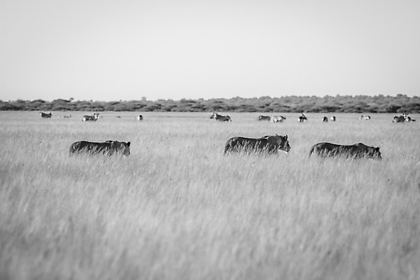 포토 JPG 해외이미지 동물 야생동물 여행 포유류 아프리카 자연 털 흑백 동물원 사람없음 고양이 힘 위험 사자 큼 왕 사파리 리더 사냥 육식동물 사냥꾼 멸종 사자자리 표범 내추럴 사바나 웅장함 해외202004 해외포토 직업 나라 컨셉 촬영기법 반려동물 별자리 크기 생태계 파일형식 이미지허브