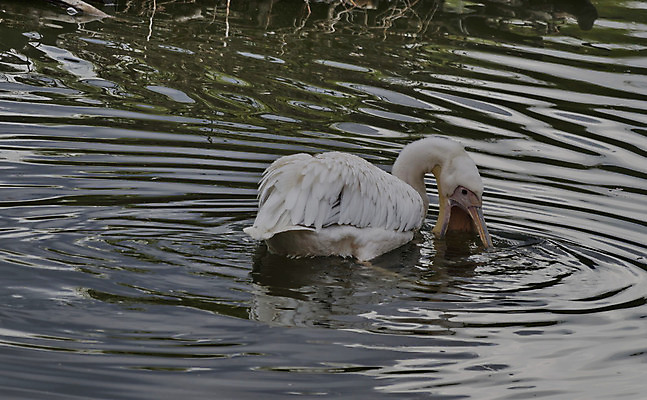포토 JPG 해외이미지 동물 호수 물결 야생동물 날개 조류 동물원 어류 사람없음 초록색 물 수영 젖음 흰색 연못 잡기 기다림 펠리컨 관목 부리 불가리아 해외202004 해외포토 자연요소 나무 컬러 모션 수중동물 수상스포츠 파일형식 남유럽 이미지허브