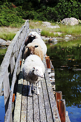 포토 JPG 해외이미지 동물 응시 농업 포유류 자연 육류 풍경 사람없음 야외 초록색 물 파란색 농장 갈색 맑음 가축 전선 시골 양 군중 배고픔 양고기 양모 해외202004 해외포토 자연요소 시선 산업 컬러 식재료 날씨 사람 직물 생태계 파일형식 이미지허브