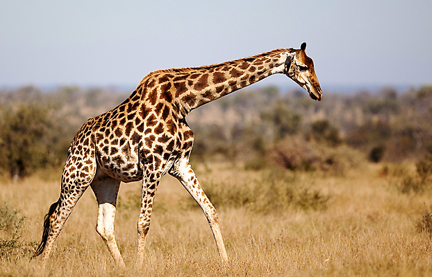 포토 JPG 해외이미지 동물 한마리 야생동물 포유류 아프리카 자연 동물원 사람없음 야외 세로 파란색 관광지 컬러풀 큼 기린 사파리 5 단아함 대가리 사바나 웅장함 초식 탄자니아 평야 해외202004 해외포토 1 나라 컬러 여행 숫자 크기 생태계 파일형식 이미지허브