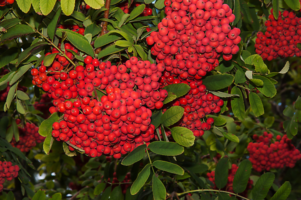 포토 JPG 해외이미지 나무 식물 계절 열매 음식 잎 자연 사람없음 야외 장식 빨간색 초록색 정원 가을 나뭇가지 신선 그룹 숲 작음 다발 내추럴 숙성 해외202004 해외포토 컬러 크기 생태계 파일형식 이미지허브