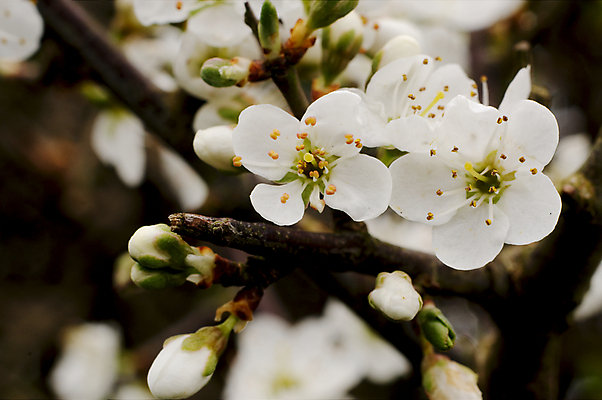 포토 JPG 해외이미지 식물 꽃잎 꽃 유럽 자연 영국 잉글랜드 사람없음 흰색 나뭇가지 해외202004 해외포토 나무 나라 컬러 생태계 파일형식 이미지허브