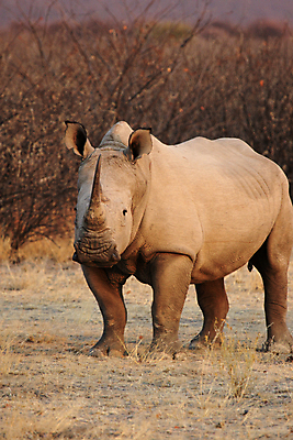 포토 JPG 해외이미지 동물 야생동물 포유류 아프리카 자연 건조 뿔 사람없음 힘 회색 큼 사파리 코뿔소 나미비아 스텝 해외202004 해외포토 나라 컬러 크기 생태계 남아프리카 파일형식 이미지허브