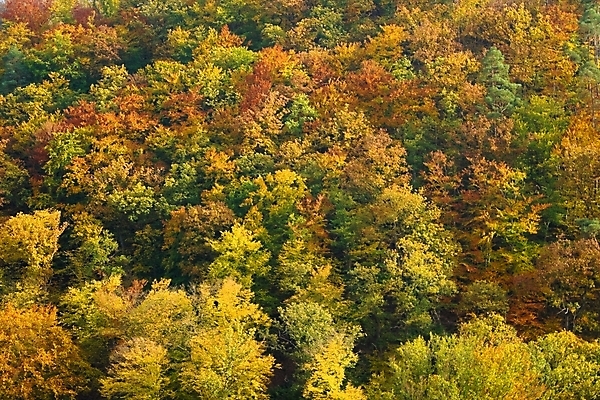 포토 JPG 해외이미지 나무 백그라운드 잎 패턴 오렌지 자연 사람없음 가로 빨간색 초록색 컬러풀 노란색 가을 황금 숲 10월 해외202004 해외포토 식물 계절 컬러 무늬 과일 날짜 생태계 파일형식 이미지허브