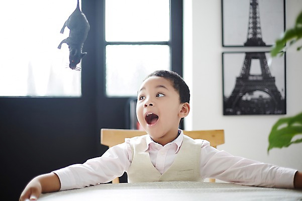 포토 JPG 외국인 남자 흑인 장난 실내 한명 상반신 앞모습 장난감 놀람 유치원생 쥐 무서움 당황 소년한명만 국내포토 서양인 1 감정 어린이 뷰포인트 표정 사람 인종 내부 설치류 남자한명만 소년만 파일형식