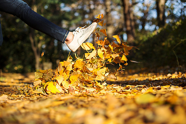 포토 JPG 주간 여자 낙엽 한명 20대 성인 야외 신체부위 한국인 가을 다리 킥 은행잎 수목원 파주 국내포토 자연요소 1 계절 잎 모션 사람 동양인 청년 경기도 파일형식
