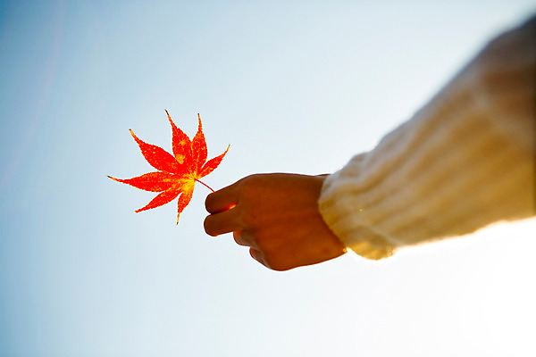 포토 JPG 주간 손 여자 단풍 하늘 한손 한명 들기 20대 성인 야외 신체부위 한국인 가을 수목원 파주 국내포토 자연요소 1 계절 잎 모션 사람 동양인 청년 경기도 파일형식