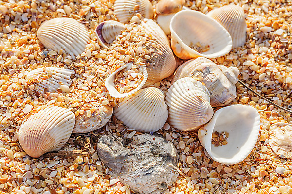 포토 JPG 해외이미지 계절 모래 바다 여행 백그라운드 컨셉 자연 조개 연체동물 해변 사람없음 햇빛 우주 껍질 소라 질감 가리비 흙더미 멀티 해외202004 해외포토 어패류 무척추동물 태양 흙 생태계 파일형식 더미 이미지허브