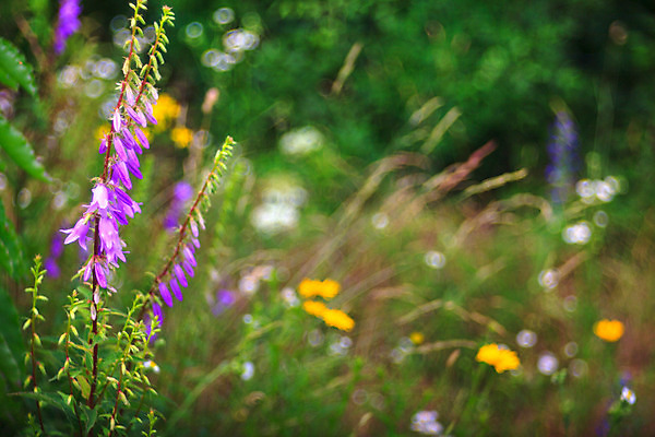 포토 JPG 해외이미지 식물 꽃잎 꽃 야생동물 밭 잔디 사람없음 초록색 시골 개화 꽃집 유기농 해외202004 해외포토 동물 웰빙 컬러 농업 상점 파일형식 이미지허브