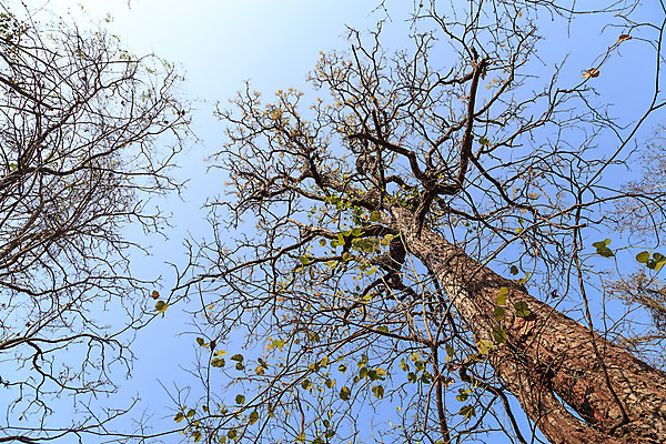 포토 JPG 해외이미지 나무 식물 줄기 잎 태국 자연 하늘 건조 사람없음 목재 파란색 햇빛 맑음 가을 나뭇가지 죽음 소나무 뜨거움 막대기 큼 수목 해외202004 해외포토 계절 아시아 컬러 재료 날씨 태양 크기 생태계 파일형식 이미지허브