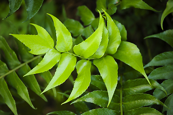 포토 JPG 해외이미지 식물 계절 꽃잎 꽃 백그라운드 잎 꽃무늬 패턴 자연 사람없음 초록색 컬러풀 정원 봄 신선 묘사 양치류 해외202004 해외포토 컬러 무늬 생태계 파일형식 이미지허브