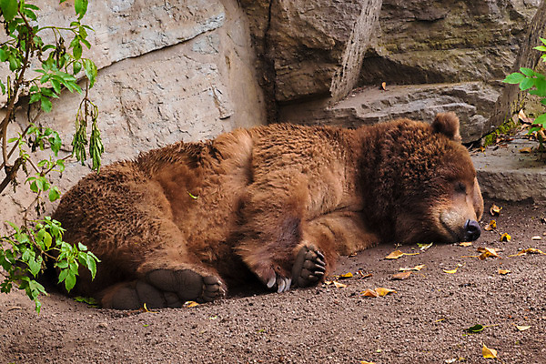 포토 JPG 해외이미지 동물 공원 호수 야생동물 겨울 곰 포유류 자연 낚시 휴식 털 사람없음 물 강 갈색 쌓기 잠 개울 떨어짐 큼 코 알래스카 전국 로키산맥 해외202004 해외포토 자연요소 계절 공공시설 컬러 컨셉 모션 레저 산 신체부위 미국 크기 생태계 파일형식 이미지허브