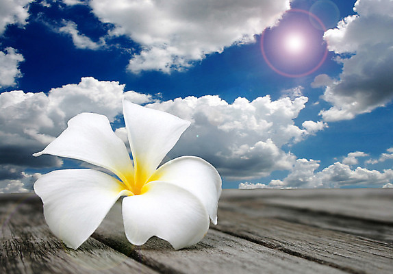 포토 JPG 해외이미지 나무 식물 구름 계절 꽃잎 꽃 백그라운드 잎 자연 탁자 하늘 불꽃 따뜻함 사람없음 목재 초록색 여름 파란색 태양 노란색 정원 스파 활발 벚꽃 흰색 나뭇가지 황금 닫기 다발 향수 순수 향기 냄새 아로마 아열대 해외202004 해외포토 자연요소 컬러 가구 컨셉 재료 모션 불 화장품 생태계 파일형식 이미지허브