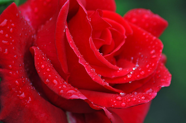 포토 JPG 해외이미지 식물 꽃잎 꽃 꽃무늬 자연 사람없음 장미 정원 봄 벚꽃 개화 빗방울 해외202004 해외포토 계절 무늬 비_날씨 생태계 파일형식 이미지허브