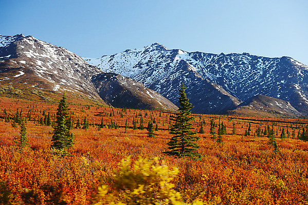 포토 JPG 해외이미지 나무 계절 공원 잎 오렌지 자연 풍경 사람없음 노란색 가을 황금 숲 알래스카 해외202004 해외포토 식물 공공시설 컬러 과일 미국 생태계 파일형식 이미지허브