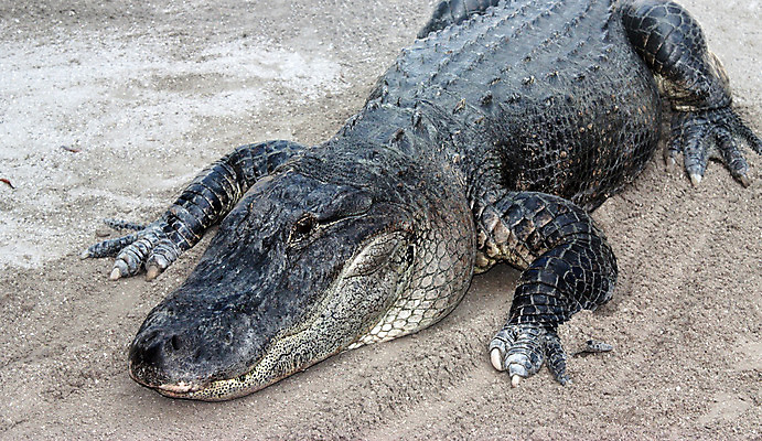 포토 JPG 해외이미지 동물 척추동물 공원 호수 야생동물 파충류 자연 동물원 사람없음 야외 옆모습 물 강 머리 쌓기 회색 입 황무지 치아 습지 위험 피부 묘사 눈금 꼬리 육식동물 악어 숨김 내추럴 땅바닥 플로리다 해외202004 해외포토 자연요소 공공시설 뷰포인트 컬러 컨셉 모션 바닥 신체부위 미국 소화기관 생태계 파일형식 이미지허브
