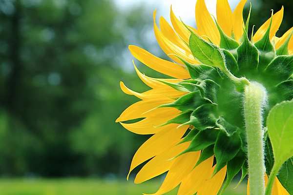 포토 JPG 해외이미지 식물 꽃잎 꽃 밭 농업 자연 해바라기 사람없음 농장 노란색 수확 성장 개화 장면 내추럴 해외202004 해외포토 산업 컬러 생태계 파일형식 이미지허브