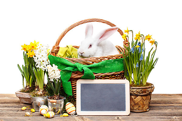 포토 JPG 해외이미지 식물 동물 꽃 행복 컨셉 휴가 부활절 사람없음 목재 초록색 반려동물 칠판 흰색 토끼 개화 부활절계란 솜털 히아신스 카피스페이스 해외202004 해외포토 나무 기념일 감정 컬러 재료 포유류 계란 공백 파일형식 이미지허브