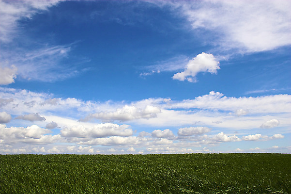 포토 JPG 해외이미지 식물 구름 줄기 백그라운드 밭 농업 자연 하늘 씨앗 풍경 잔디 사람없음 야외 초록색 파란색 농작물 농장 노란색 우주 자유 수확 가을 시골 신선 황금 낟알 땅 밀 밀짚 내추럴 밭일 평야 수평선 해외202004 해외포토 자연요소 계절 산업 컬러 컨셉 곡류 짚 생태계 파일형식 이미지허브