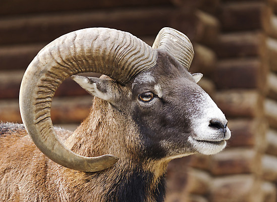 포토 JPG 해외이미지 동물 남자 유럽 야생동물 포유류 자연 뿔 사람없음 양 군중 주둥이 램 총구 해외202004 해외포토 나라 사람 생태계 파일형식 이미지허브