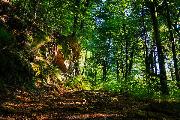 포토 JPG 해외이미지 나무 계절 공원 꽃 도로 길 여행 백그라운드 자국 자연 산 건강 풍경 사람없음 야외 초록색 여름 빛 햇빛 평화 환경 봄 산책 하이킹 광선 가을 시골 황무지 저녁 숲 장면 내추럴 해외202004 해외포토 식물 공공시설 컬러 컨셉 교통시설 레저 휴식 태양 야간 생태계 파일형식 이미지허브