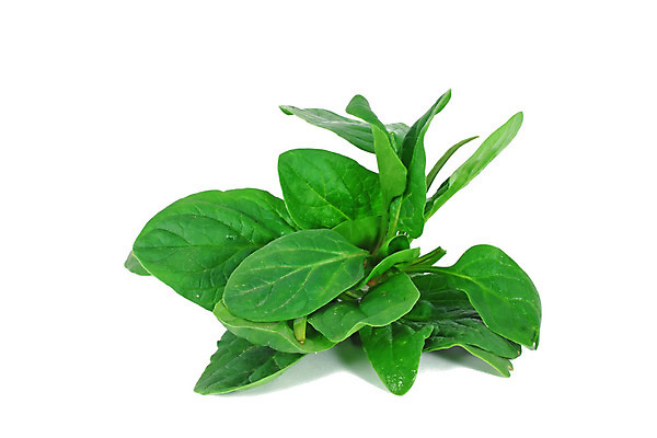 포토 JPG 해외이미지 식물 음식 잎 채소 재료 건강 사람없음 초록색 샐러드 흰색 신선 다발 유기농 날것 시금치 흙더미 고립 채식주의자 해외202004 해외포토 웰빙 컬러 흙 채식 파일형식 더미 이미지허브