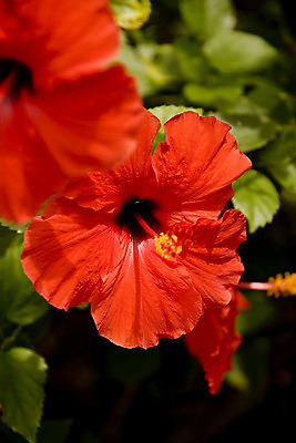 포토 JPG 해외이미지 주간 사람없음 야외 히비스커스 해외202004 해외포토 자연요소 꽃 파일형식 이미지허브