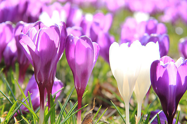 포토 JPG 해외이미지 계절 꽃 컨셉 밭 전구 자연 부활절 사람없음 파란색 햇빛 태양 노란색 보라색 봄 벚꽃 제비꽃 해외202004 해외포토 자연요소 식물 기념일 컬러 농업 생태계 파일형식 이미지허브