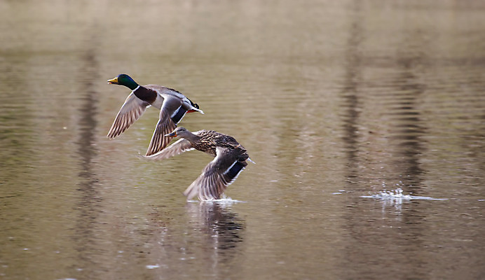 포토 JPG 해외이미지 동물 공원 여자 남자 야생동물 날개 자연 조류 오리 사람없음 야외 물 컬러풀 달리기 젖음 연못 떨어짐 깃털 부리 청둥오리 해외202004 해외포토 자연요소 공공시설 컬러 컨셉 모션 사람 생태계 파일형식 이미지허브