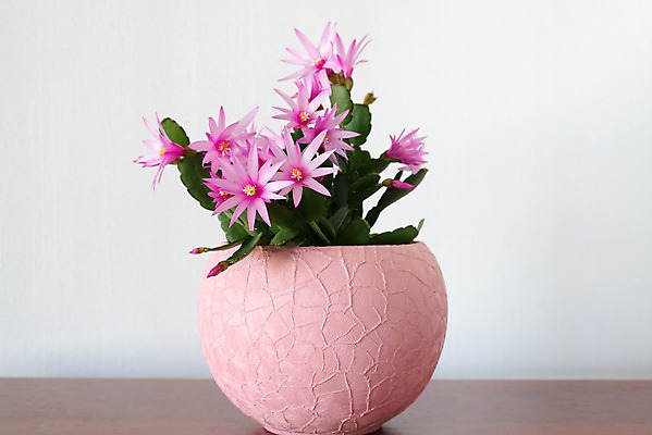 포토 JPG 해외이미지 식물 꽃 화분 분홍색 백그라운드 잎 자연 실내 사람없음 내부 장식 초록색 방 벚꽃 흰색 냄비 고립 심기 인공 해외202004 해외포토 컬러 모션 솥 생태계 파일형식 이미지허브